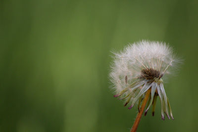 Close-up of white dandelion flower