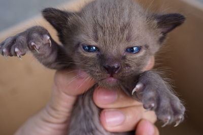 Midsection of person holding kitten