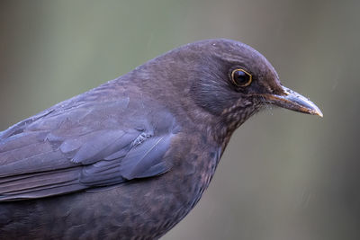 Close-up of bird