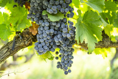 Bunches of black ripe grape on green leaf harvest season, planting in organic vineyard farm 