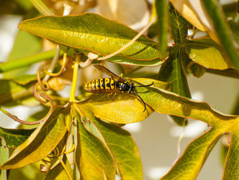 Close-up of insect on plant