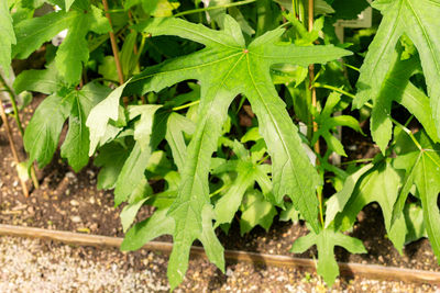 green