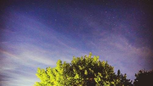 Low angle view of tree against sky at night