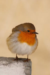 Close-up of bird perching outdoors