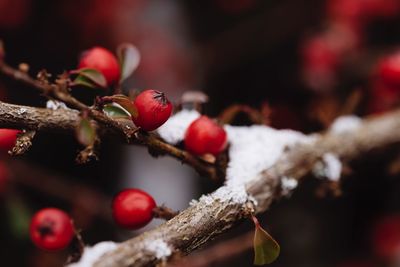 Close-up of berries on tree during winter