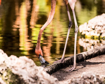 Bird perching on a lake