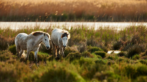 Horses walking on land