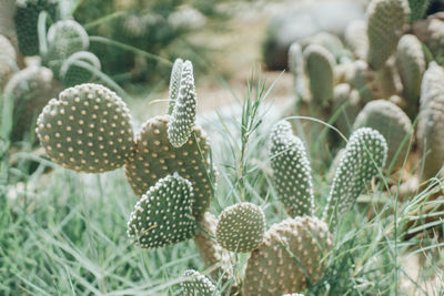 Close-up of succulent plant growing on field