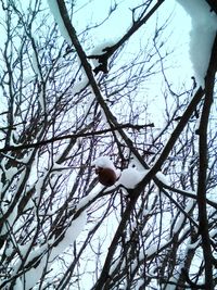 Low angle view of bird perching on bare tree