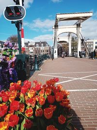 Close-up of red flowering plants in city against sky