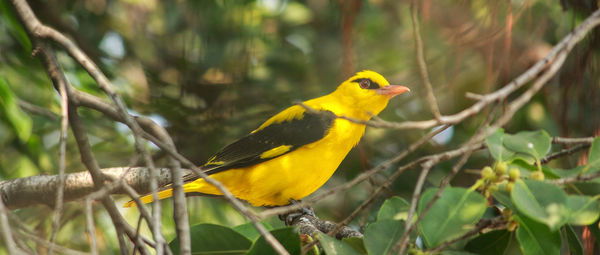 Bird perching on a branch