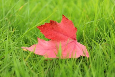 Close-up of leaves on grassy field