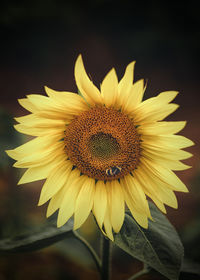 Close-up of sunflower