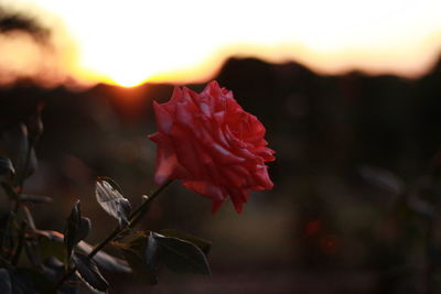 Close-up of orange rose