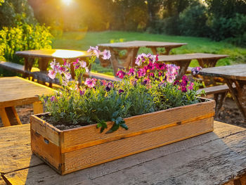 Close-up of potted plant