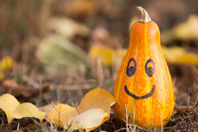 Close-up of pumpkin pumpkins during autumn