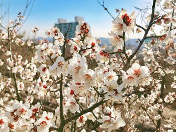 Close-up of cherry blossoms against sky