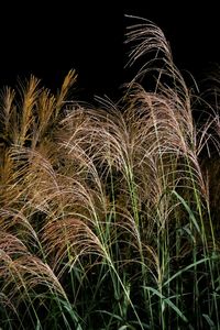 Low angle view of grass growing on field against sky