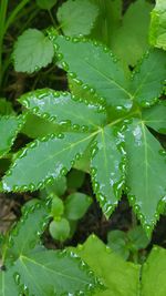 Close-up of water drops on plant