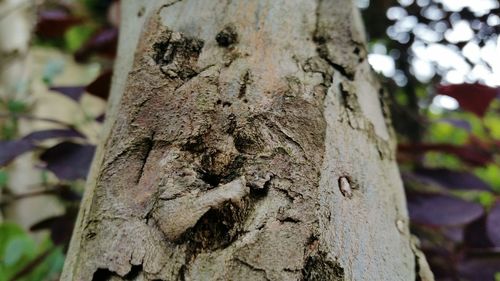 Close-up of tree trunk