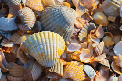 shell