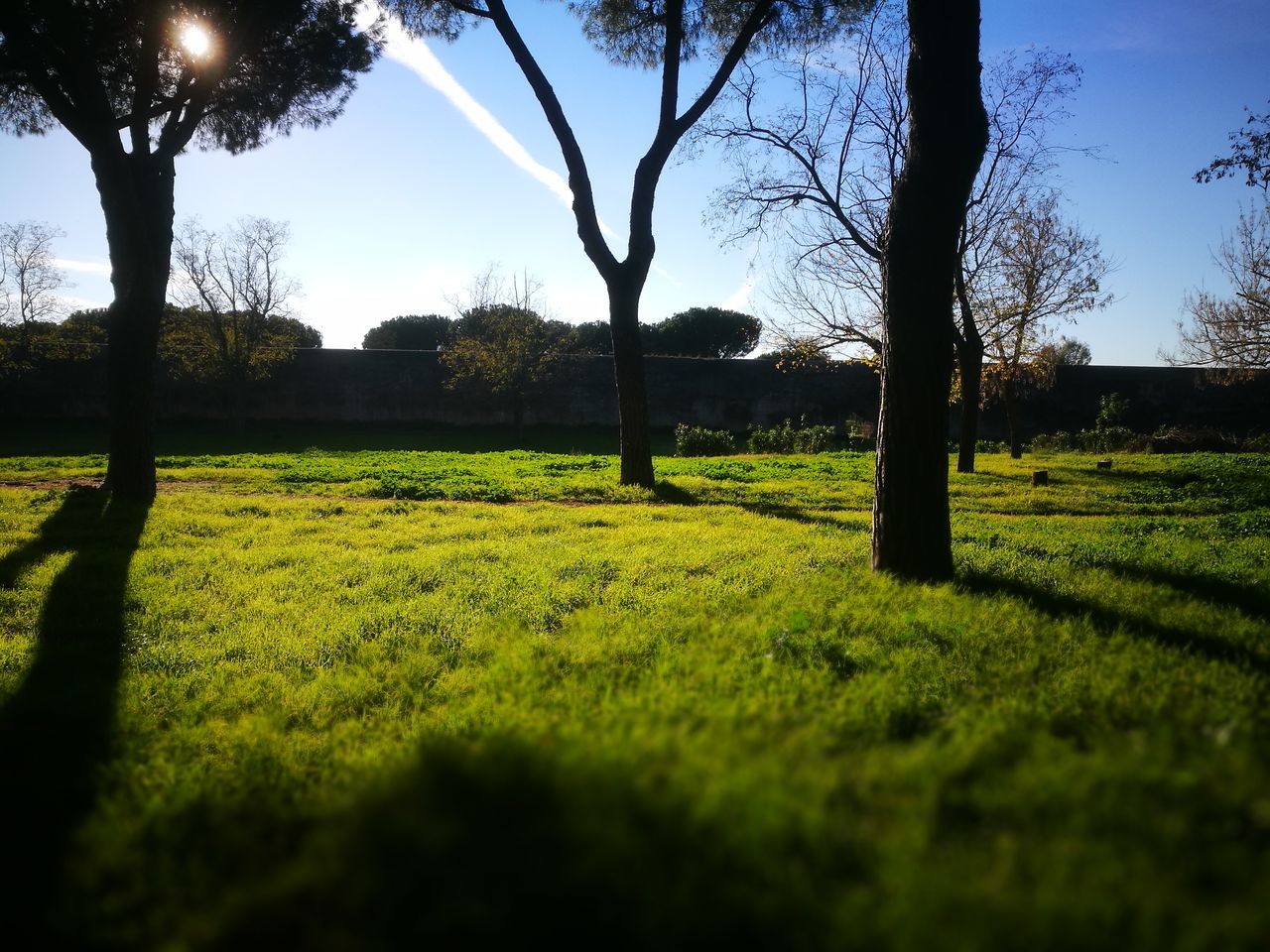 growth, nature, beauty in nature, tree, grass, green color, sunlight, no people, field, tranquil scene, tranquility, sky, scenics, landscape, outdoors, agriculture, day