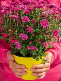 Midsection of person holding pink flowering plant