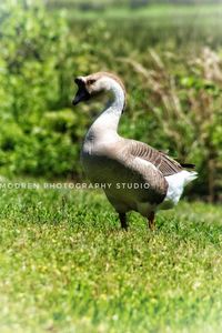 Close-up of a bird on field