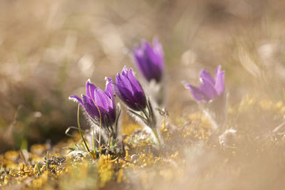 Close-up of purple crocus flowers on field