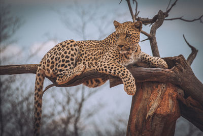 Leopard sitting on broken tree