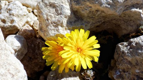 Close-up of yellow flowering plant on rock