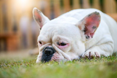 French bulldog lying on the grass, pet and animal concept