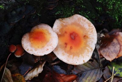 High angle view of mushrooms