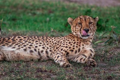 Portrait of cheetah resting in forest