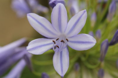 Close-up of purple flowering plant