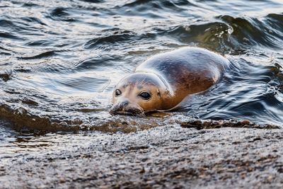 View of turtle in sea