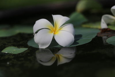 Close-up of frangipani on water