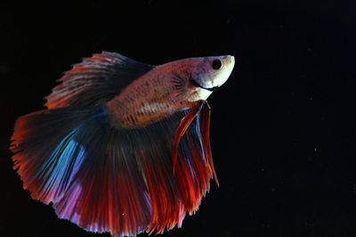 Close-up of fish swimming in sea