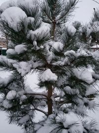 Close-up of snow on tree during winter