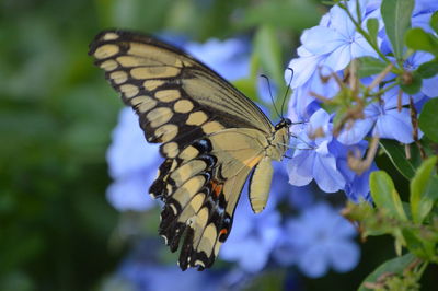 Close-up of butterfly pollinating on flower