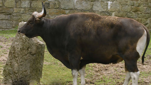 Cows standing in a field