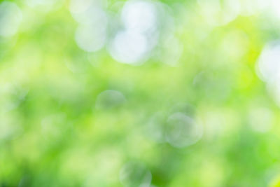 Defocused image of tree