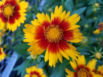 Close-up of yellow flowering plant