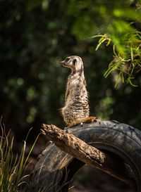 A meerkat posing for my click.