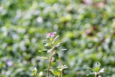 Close-up of purple flowering plant