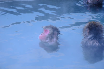 Close-up of duck swimming in lake