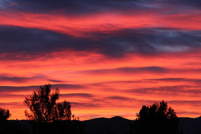 Silhouette of trees against dramatic sky