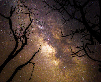 Low angle view of bare trees against sky at night