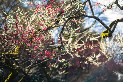 Low angle view of pink flowers