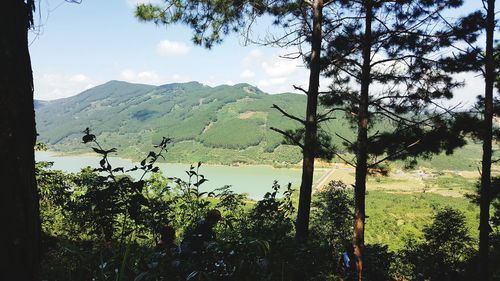 Trees in forest against sky